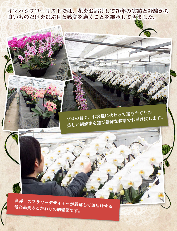 イマハシの胡蝶蘭