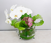 胡蝶蘭をモダンに